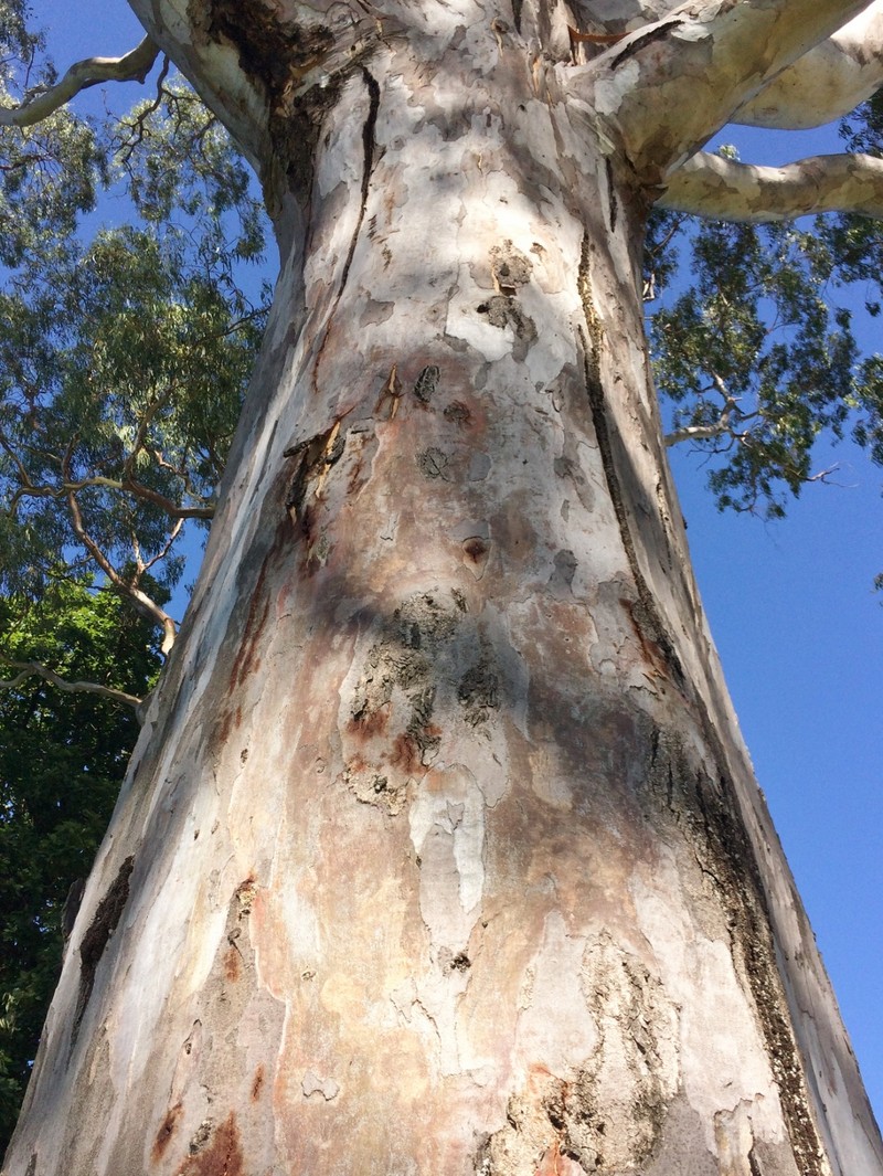 River Redgum photo 4