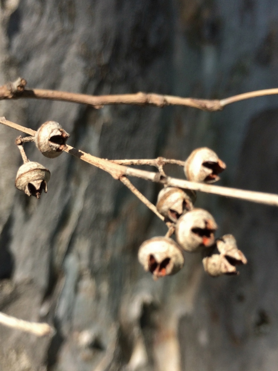 River Redgum photo 5