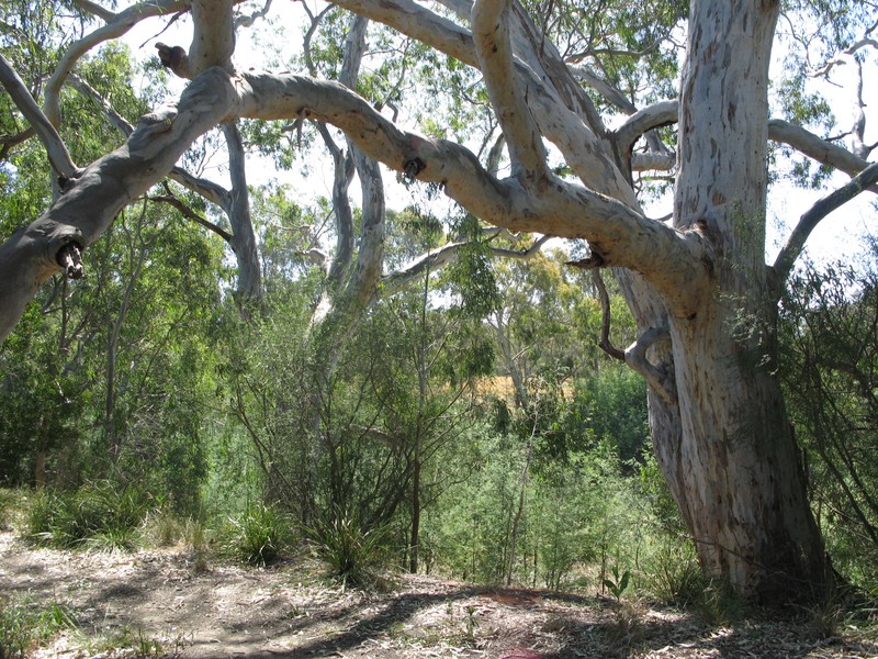 River Redgum photo 7