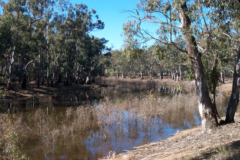 River Redgum photo 8