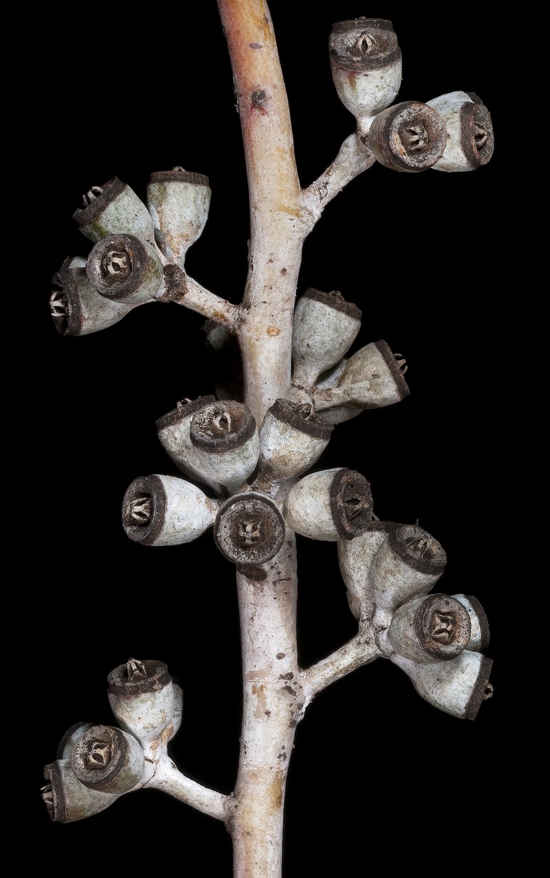 Eucalyptus clelandii