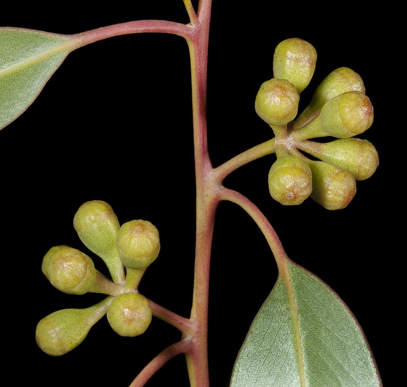 Eucalyptus concinna