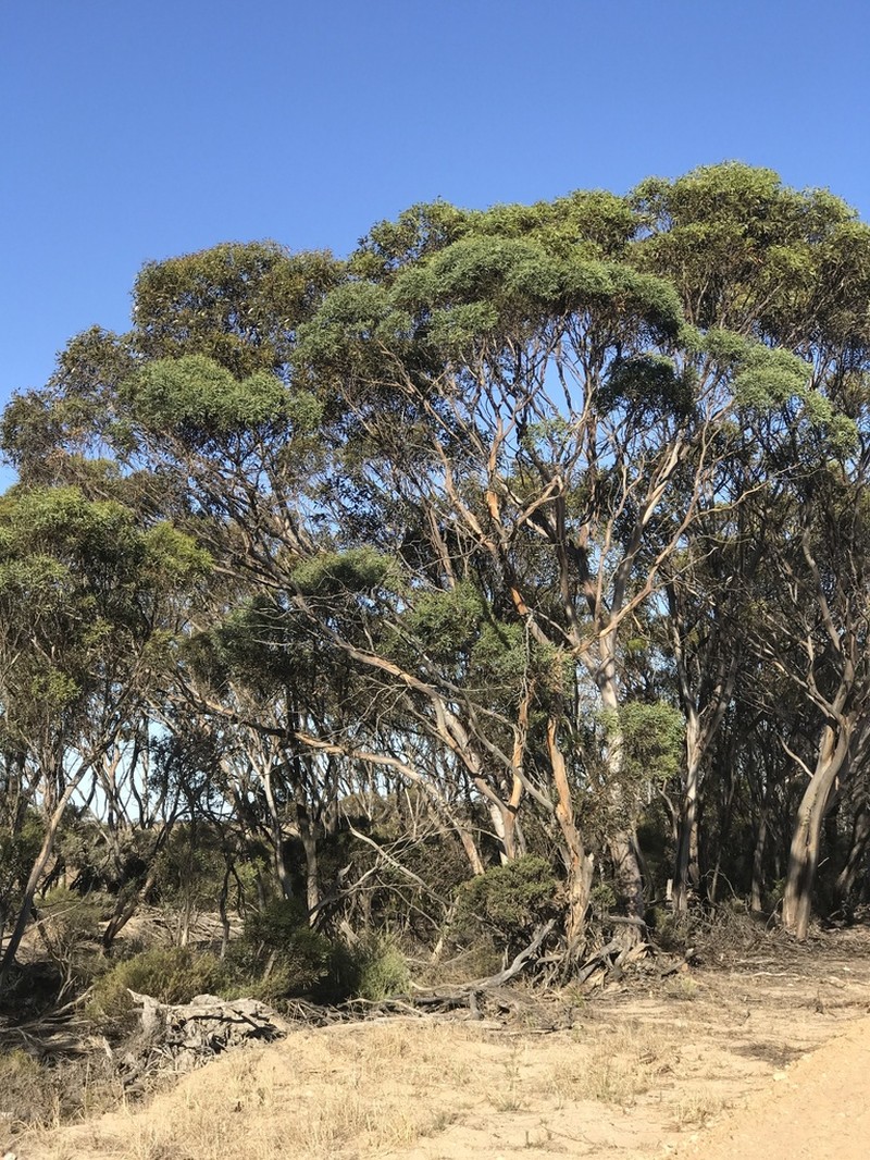 Eucalyptus connexa photo 2