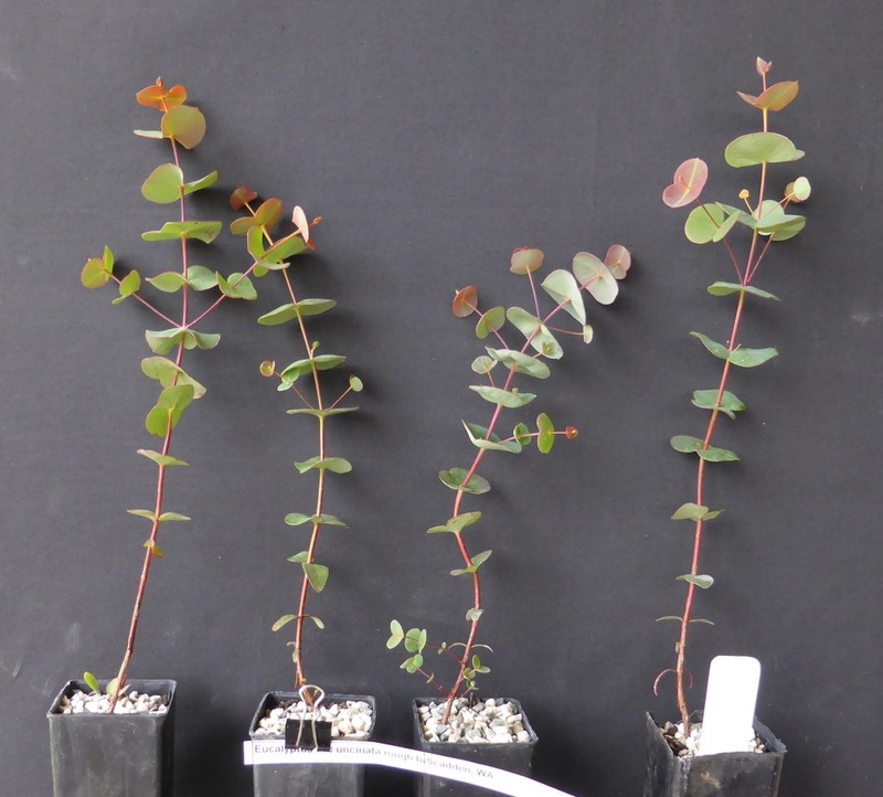 Eucalyptus connexa photo 3