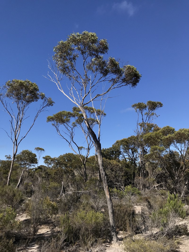 Eucalyptus connexa photo 4