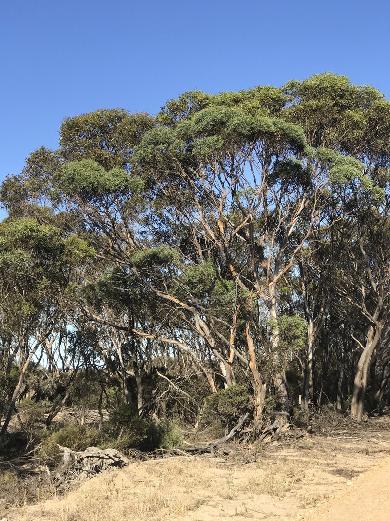 Eucalyptus connexa photo 5