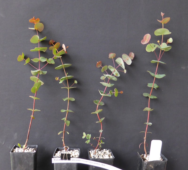 Eucalyptus connexa photo 6