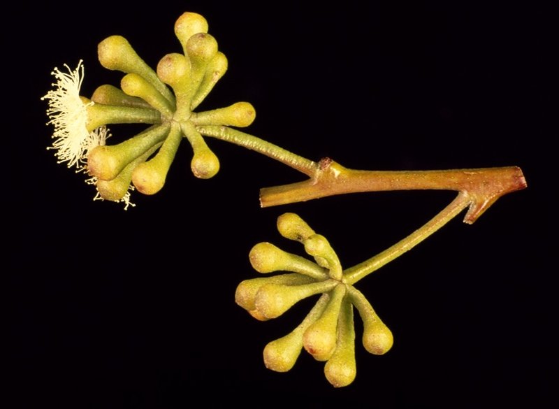 Eucalyptus consideniana