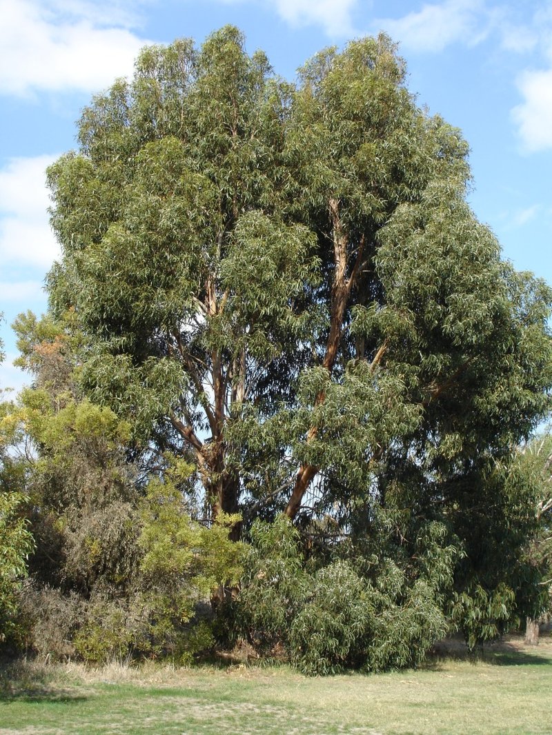 Silver-Dollar Eucalyptus