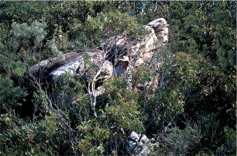 Eucalyptus coronata