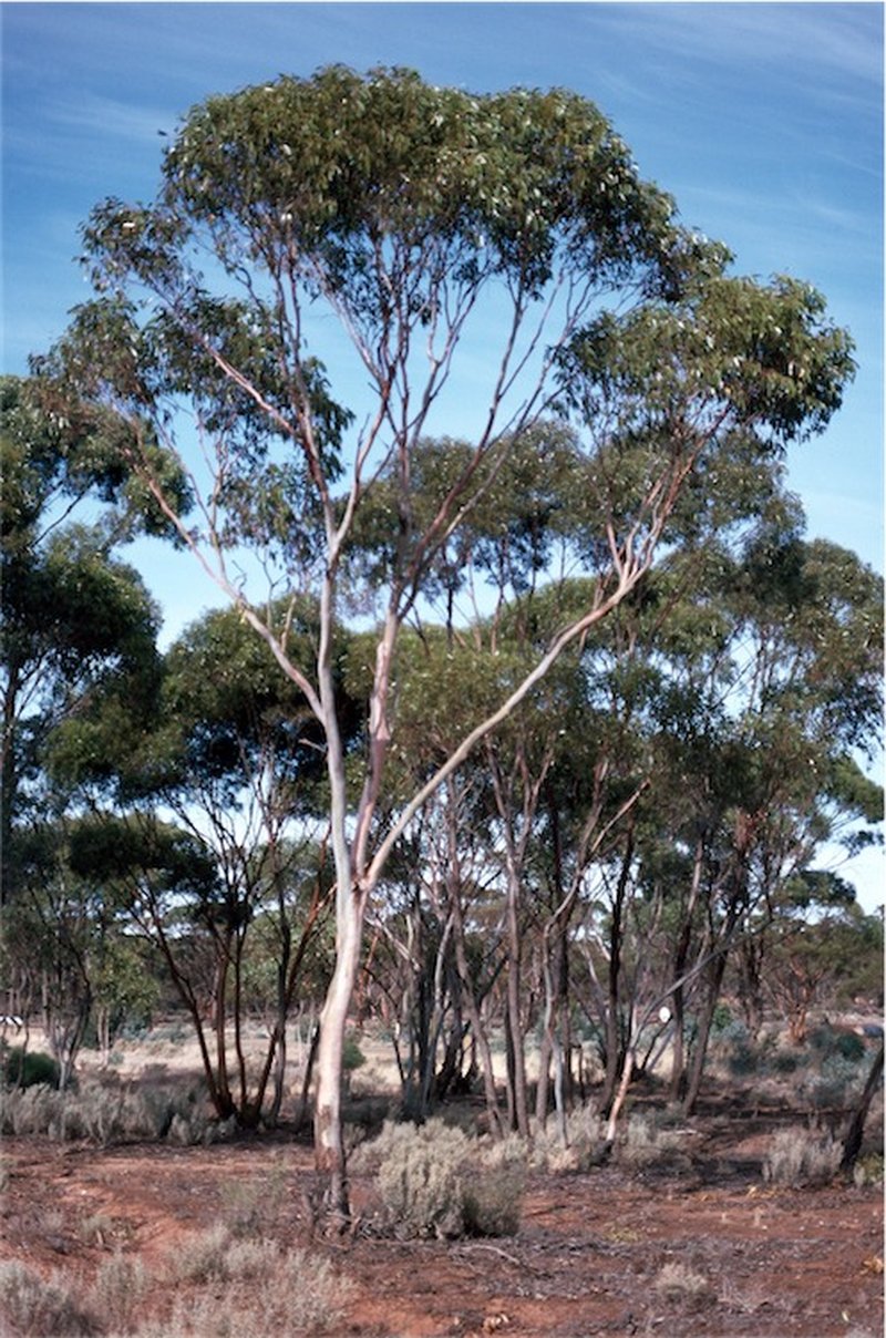 Eucalyptus corrugata