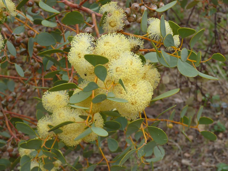 Eucalyptus crucis