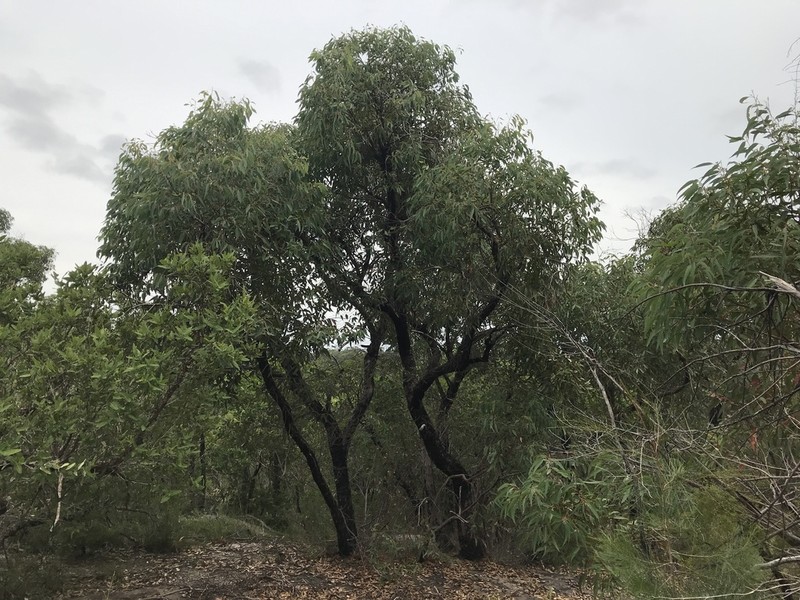 Eucalyptus cryptica