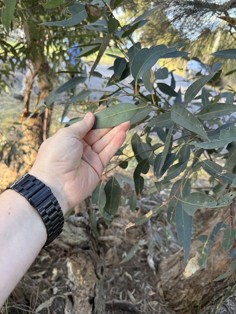 Eucalyptus cryptica photo 2
