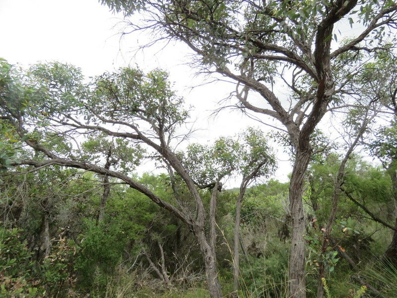 Eucalyptus cryptica photo 3