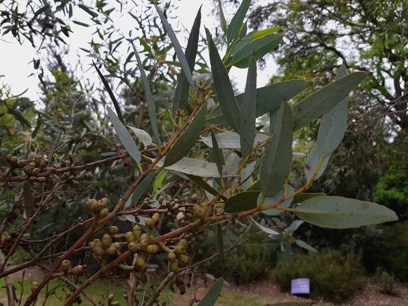 Eucalyptus cyanophylla