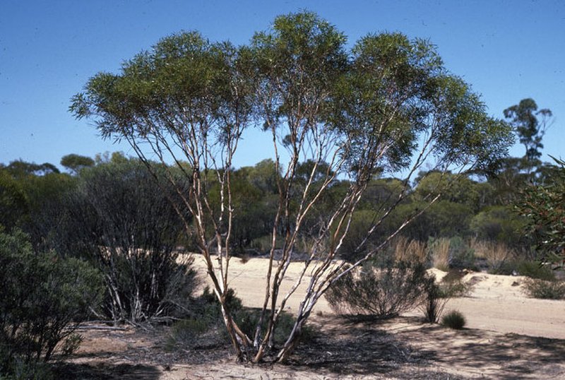 Eucalyptus cylindriflora