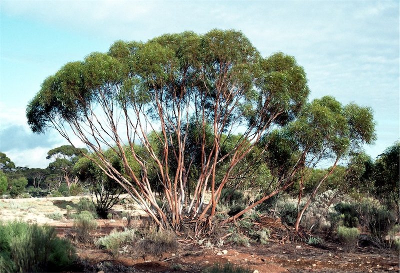 Eucalyptus cylindrocarpa