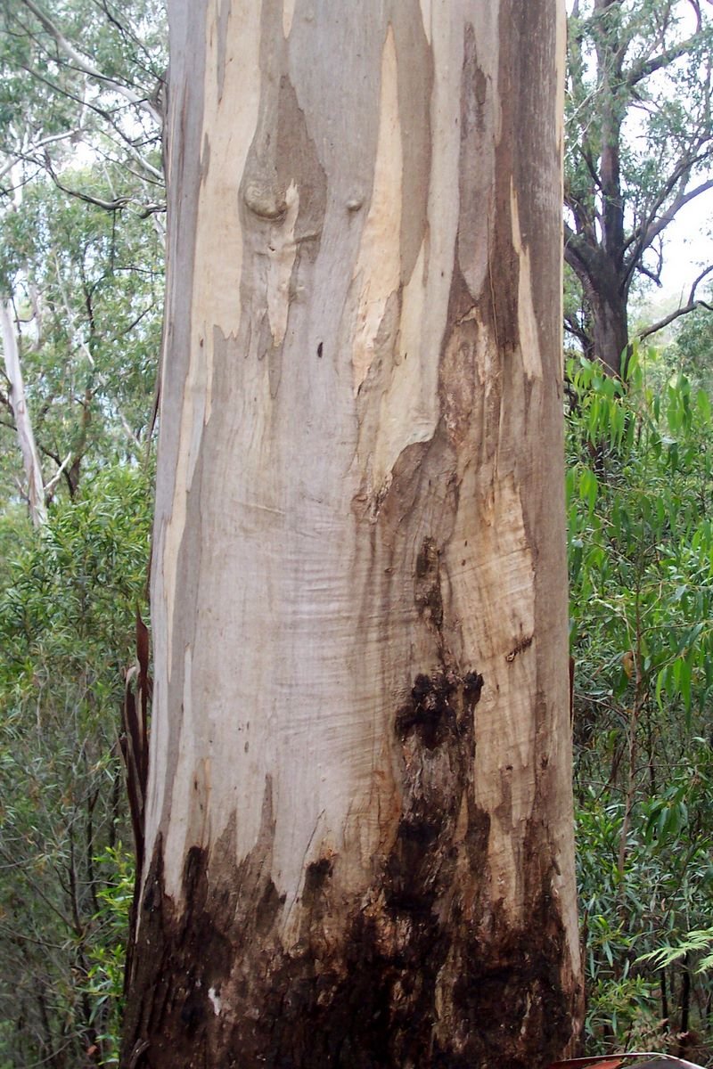 Mountain Gray Gum
