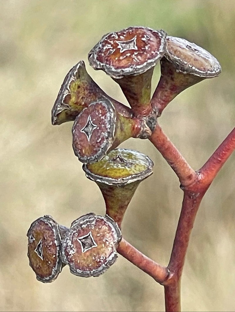 Eucalyptus dalveenica