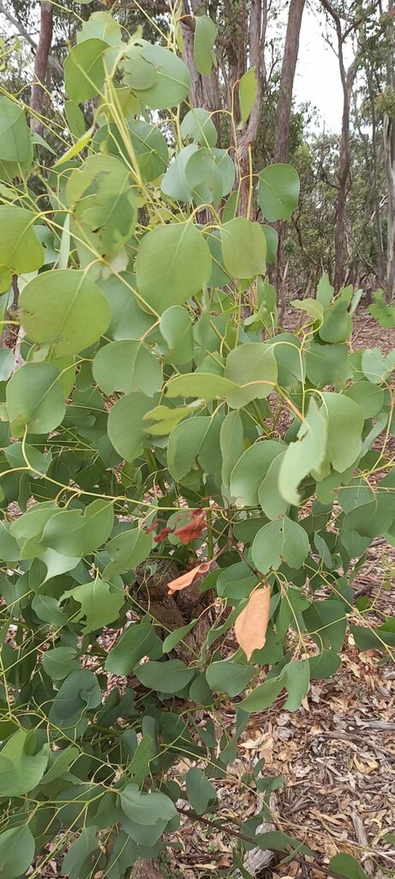 Eucalyptus dalveenica photo 3