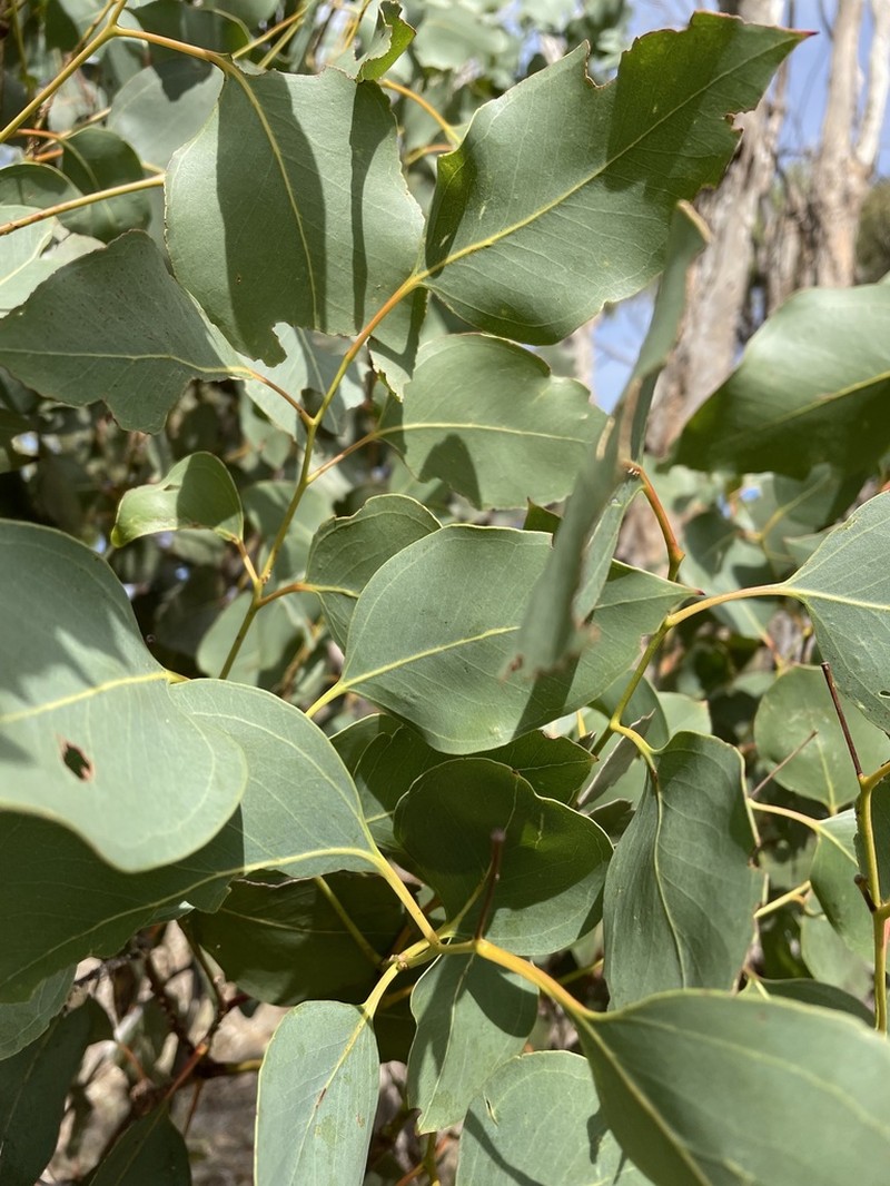 Eucalyptus dalveenica photo 4