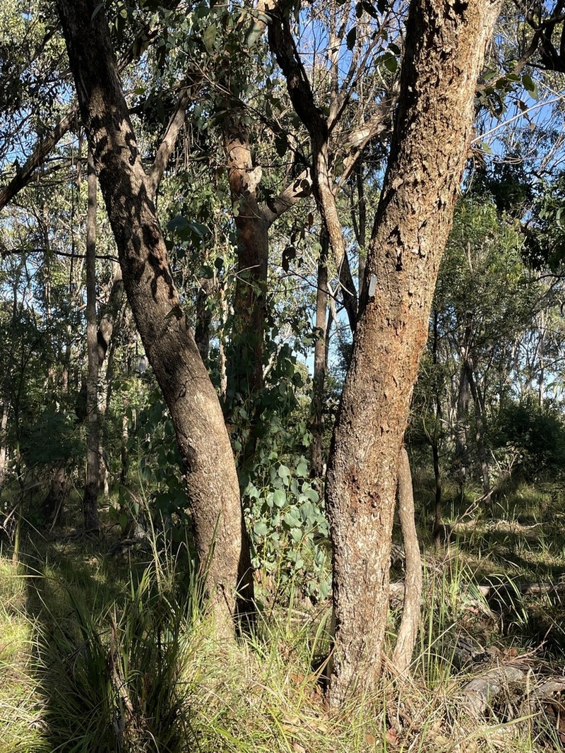 Eucalyptus dalveenica photo 5