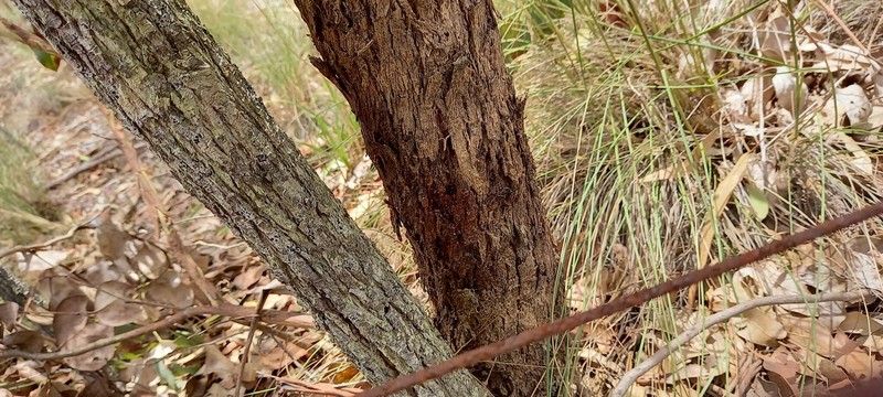Eucalyptus dalveenica photo 8
