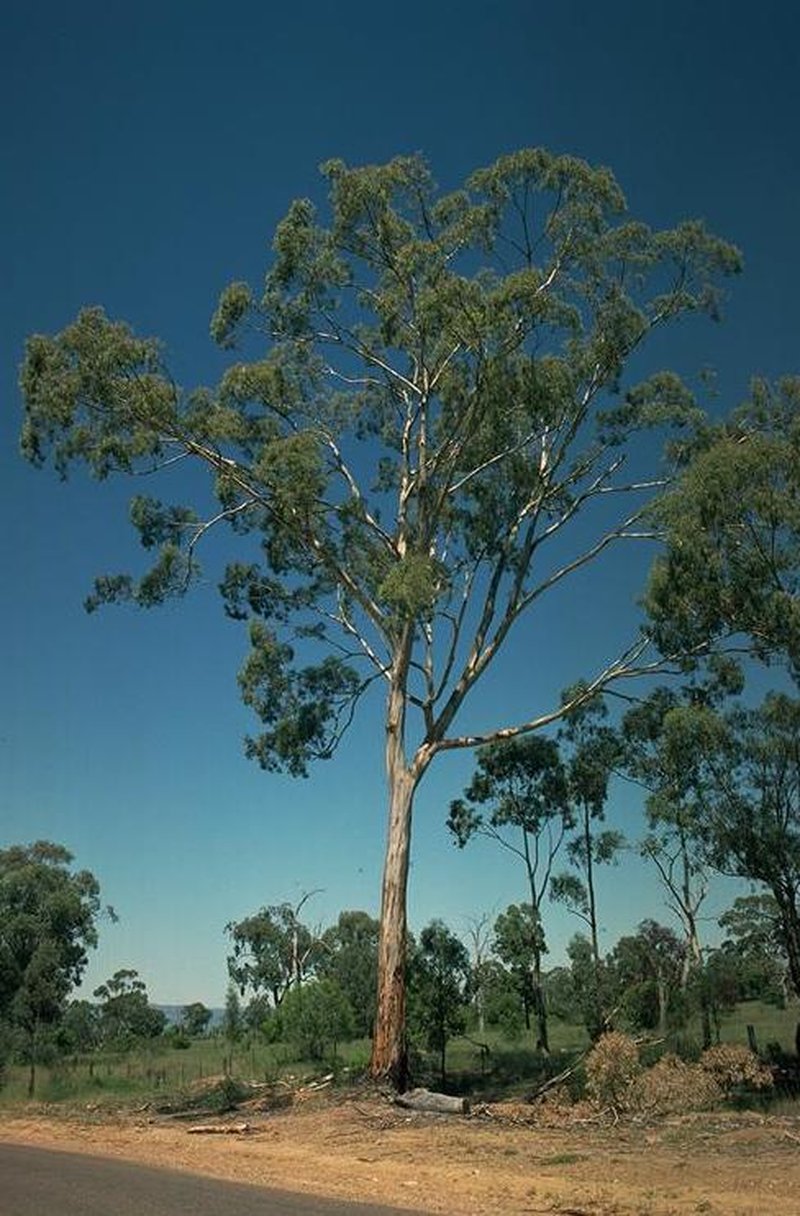 Slaty Gum