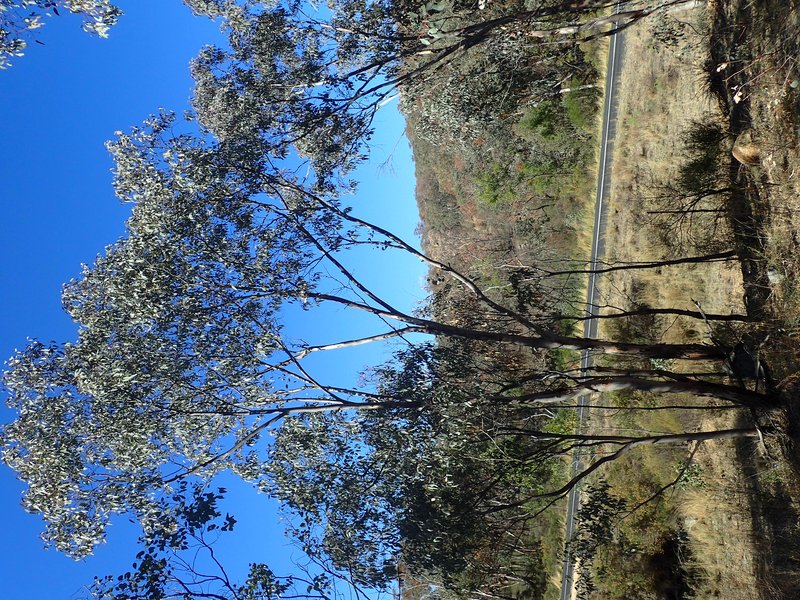 Tumbledown Gum