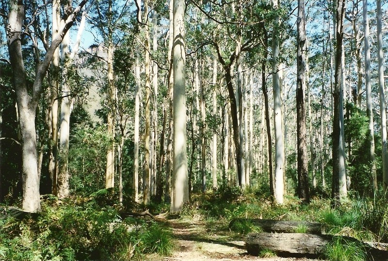 Roundleaf Gum photo 5