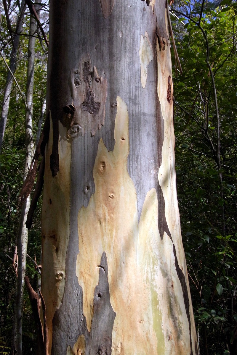 Roundleaf Gum photo 7
