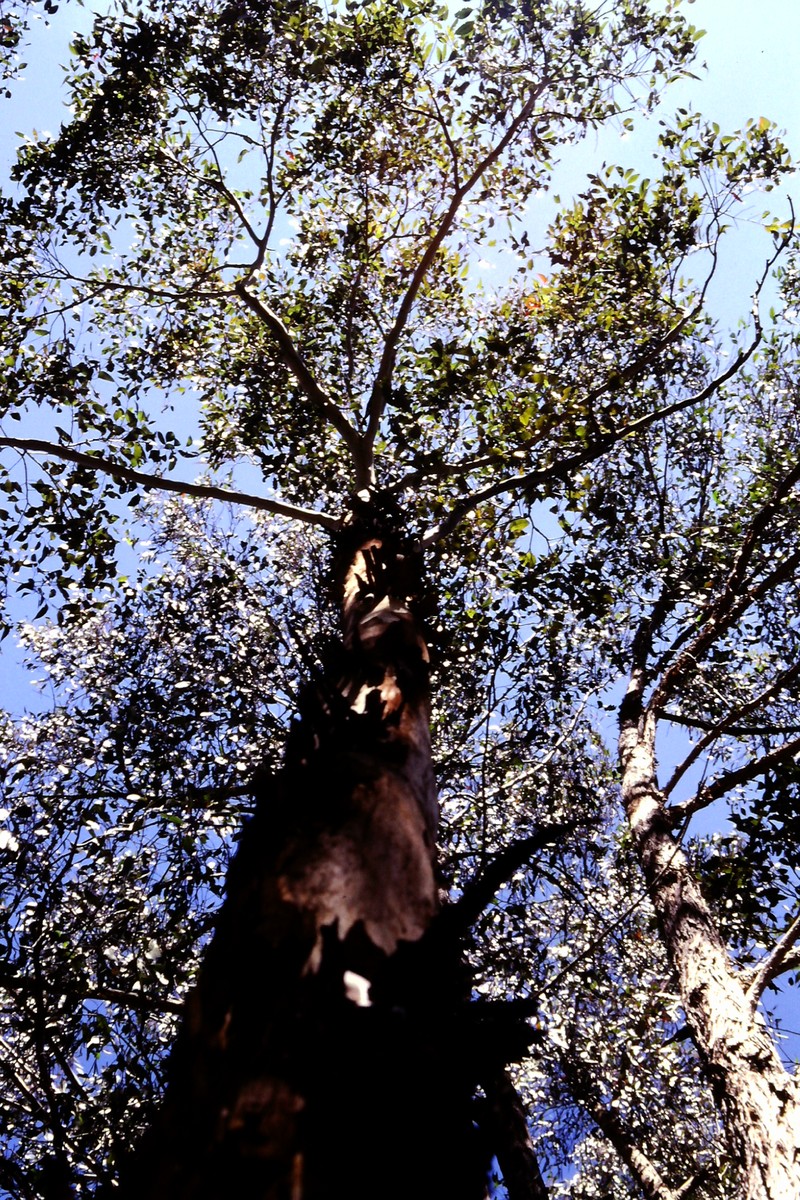 Roundleaf Gum photo 2