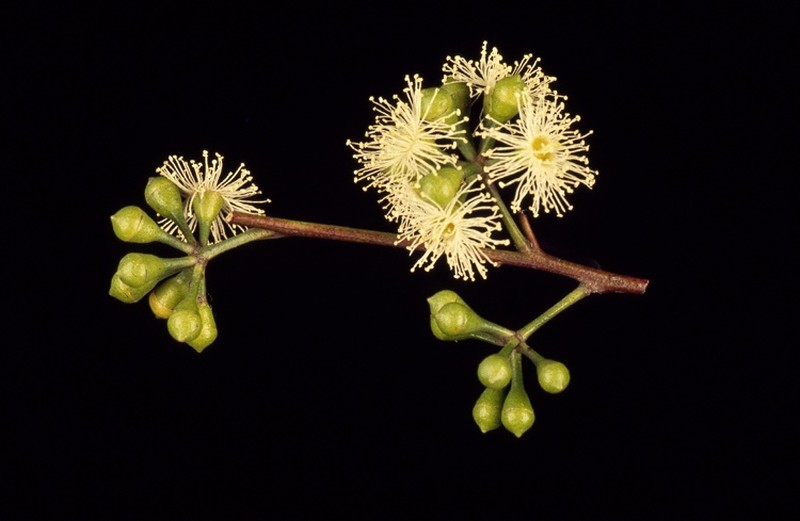 Roundleaf Gum photo 3
