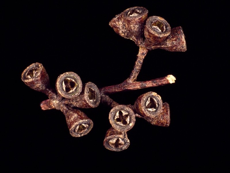 Roundleaf Gum photo 4