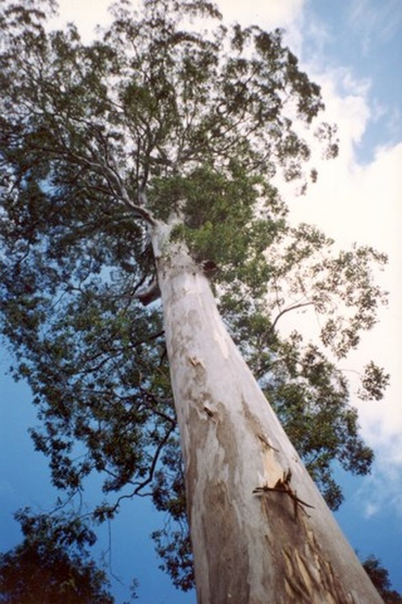 Roundleaf Gum
