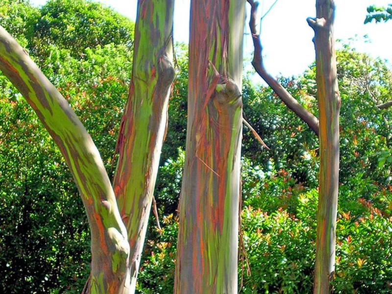 Indonesian Gum photo 2