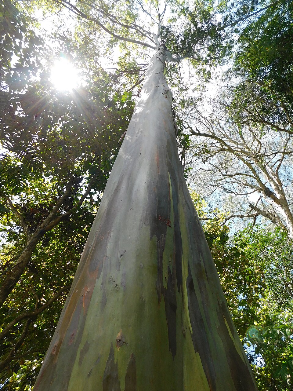Indonesian Gum