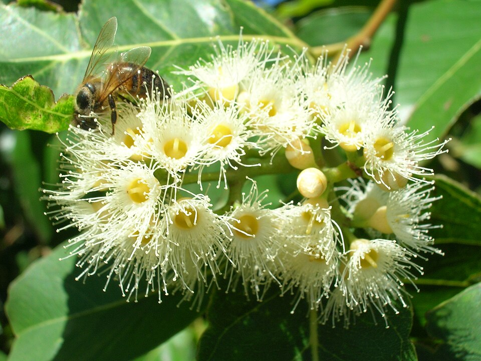 Indonesian Gum photo 7