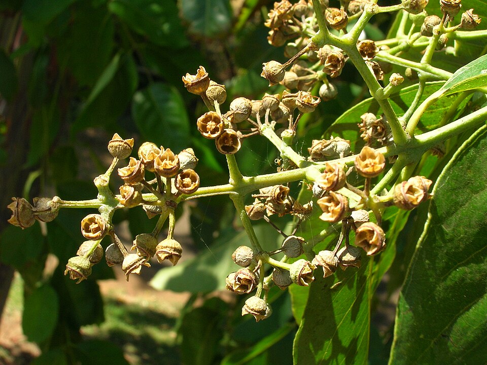 Indonesian Gum photo 8