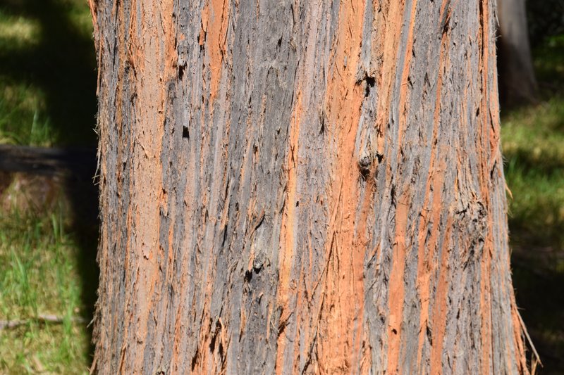 Alpine-Ash