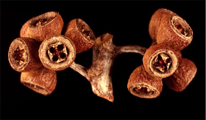 Eucalyptus desmondensis