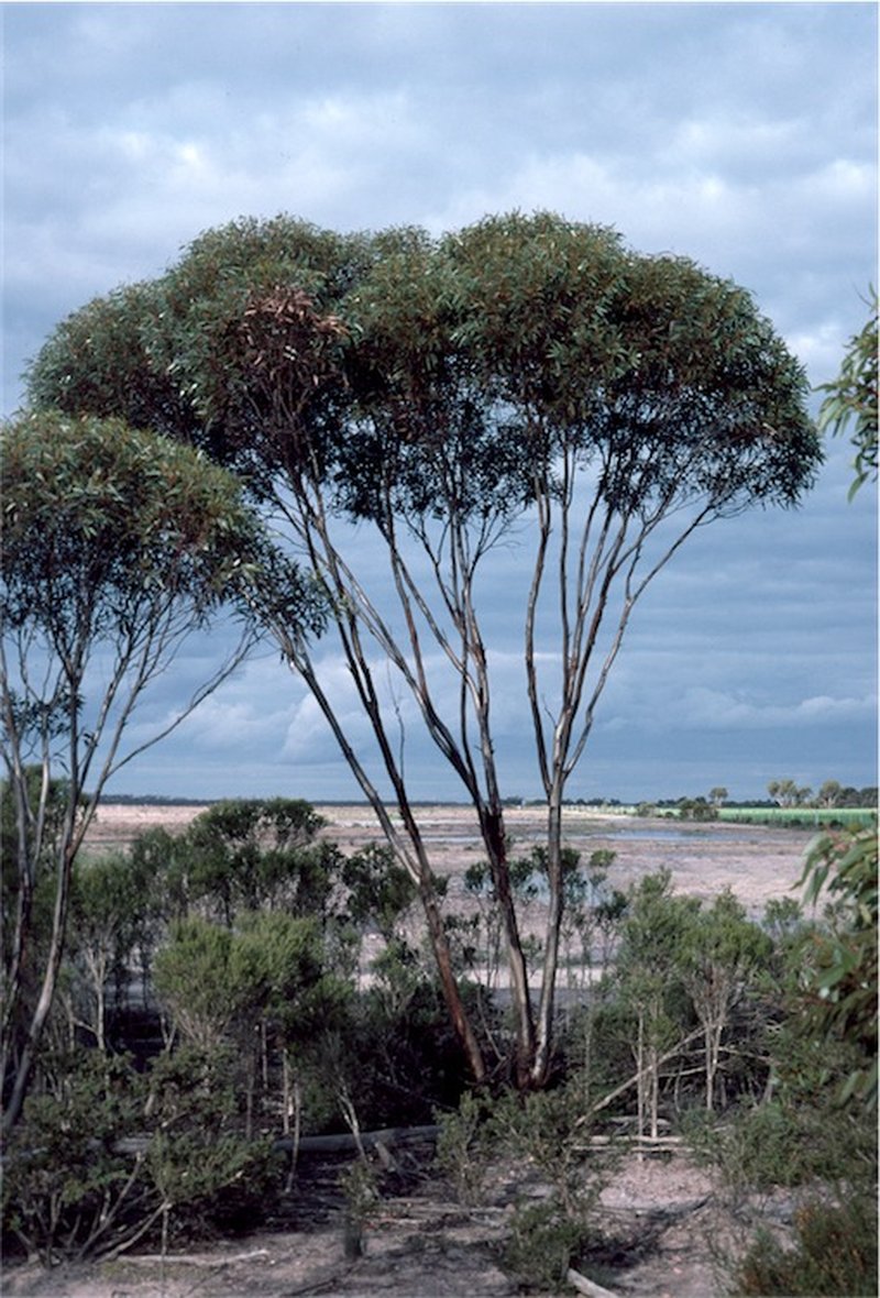 Eucalyptus dielsii