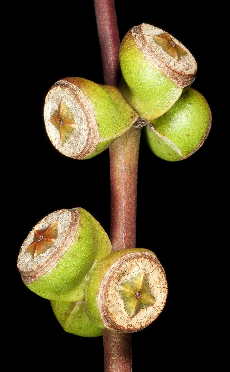Eucalyptus diptera