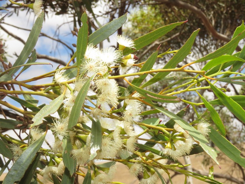Eucalyptus dissimulata subsp. dissimulata