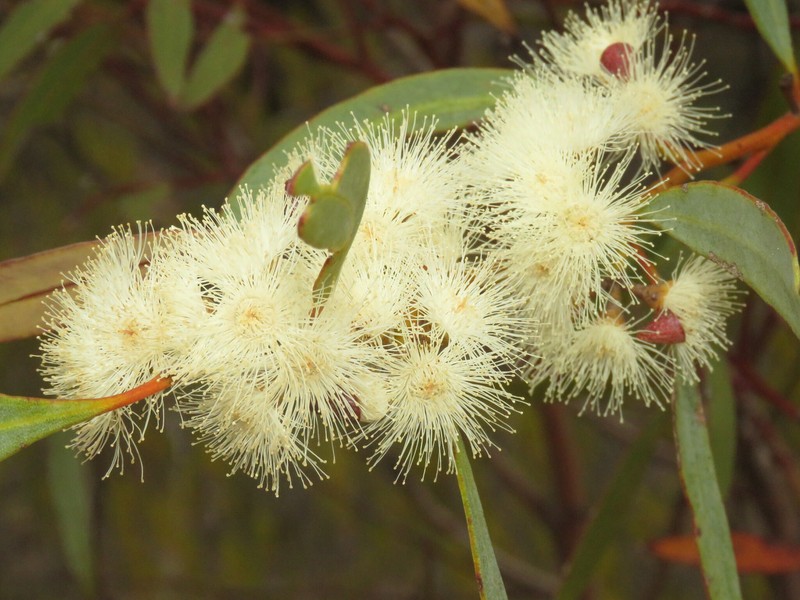 Eucalyptus dissimulata subsp. dissimulata photo 2