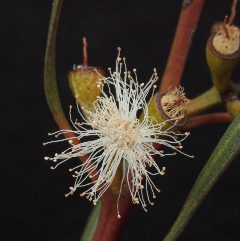 Eucalyptus dissimulata subsp. dissimulata photo 3