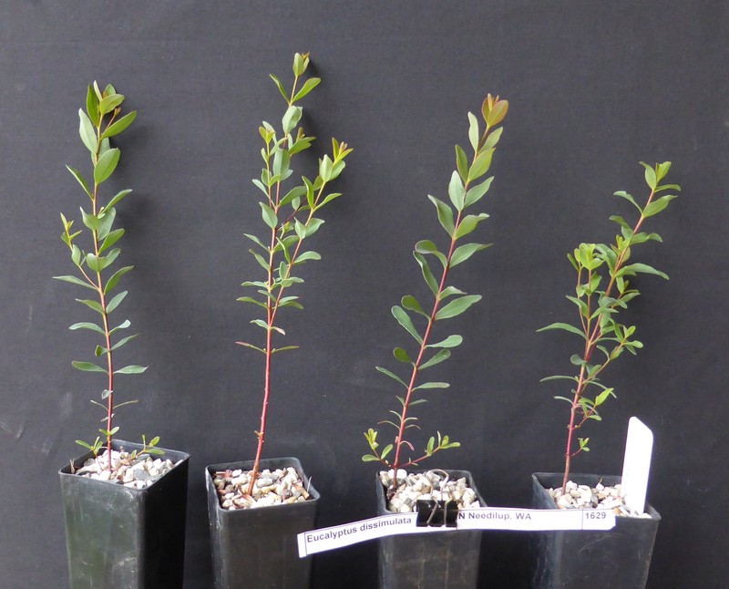 Eucalyptus dissimulata subsp. dissimulata photo 4