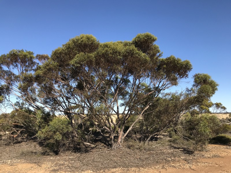 Eucalyptus dissimulata subsp. plauta