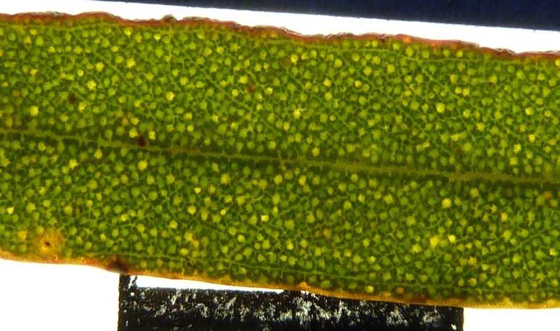 Eucalyptus dissimulata subsp. plauta photo 2